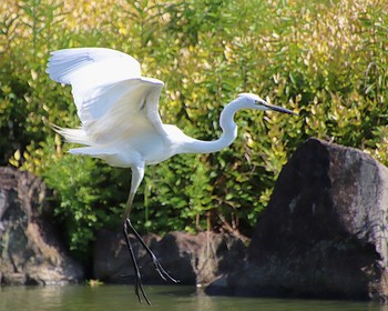 Great Egret 大仙公園 Fri, 5/27/2022