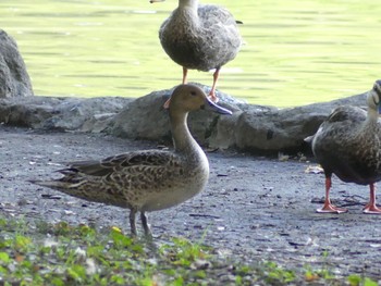 2022年10月1日(土) 見沼自然公園の野鳥観察記録