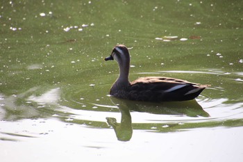 Eastern Spot-billed Duck 大仙公園 Sun, 5/29/2022