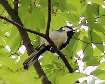 Japanese Tit 大仙公園 Tue, 5/31/2022