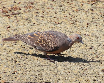 Oriental Turtle Dove 堺市都市緑化センター Fri, 6/3/2022