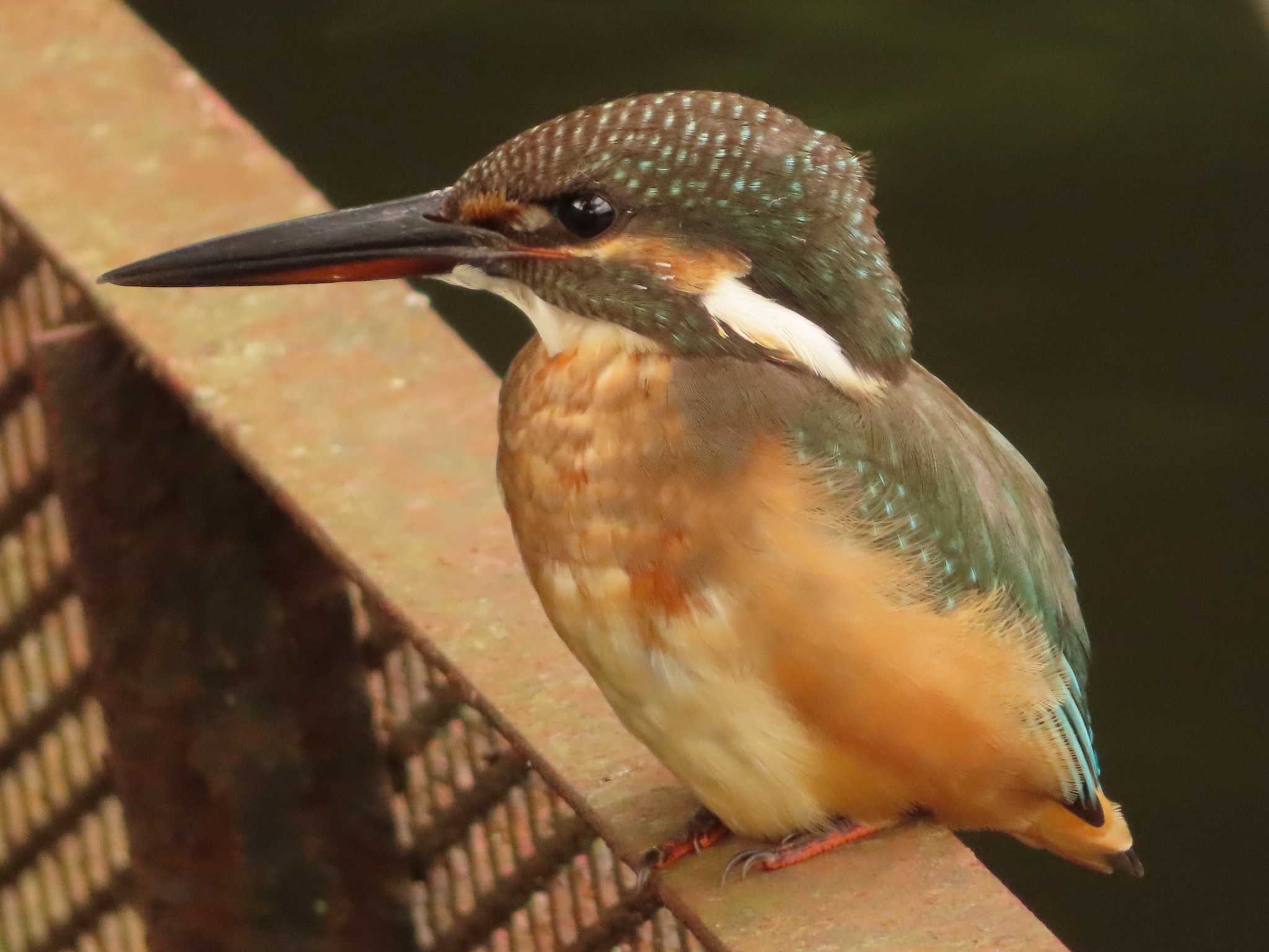 Common Kingfisher