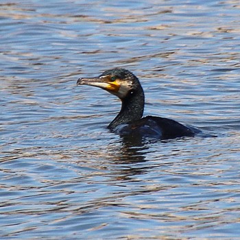 Great Cormorant 旧堺港 Sat, 6/4/2022