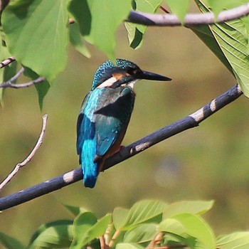 Common Kingfisher 大仙陵古墳 Thu, 6/9/2022