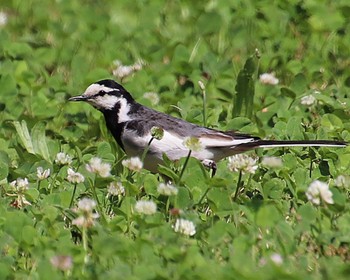 White Wagtail 大仙公園 Thu, 6/9/2022