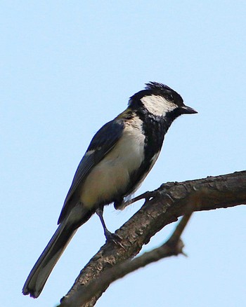 Japanese Tit 大仙陵古墳 Thu, 6/9/2022