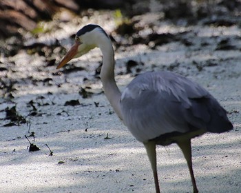 Grey Heron 大仙公園 Thu, 6/9/2022