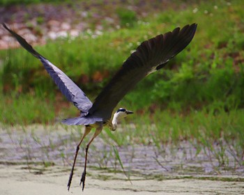 Wed, 6/15/2022 Birding report at 大仙公園