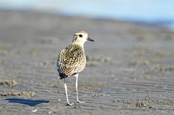 ムナグロ ふなばし三番瀬海浜公園 2022年10月2日(日)