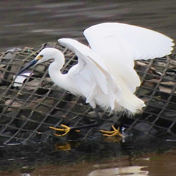 Little Egret 海とのふれあい広場(大阪府堺市) Sat, 6/18/2022