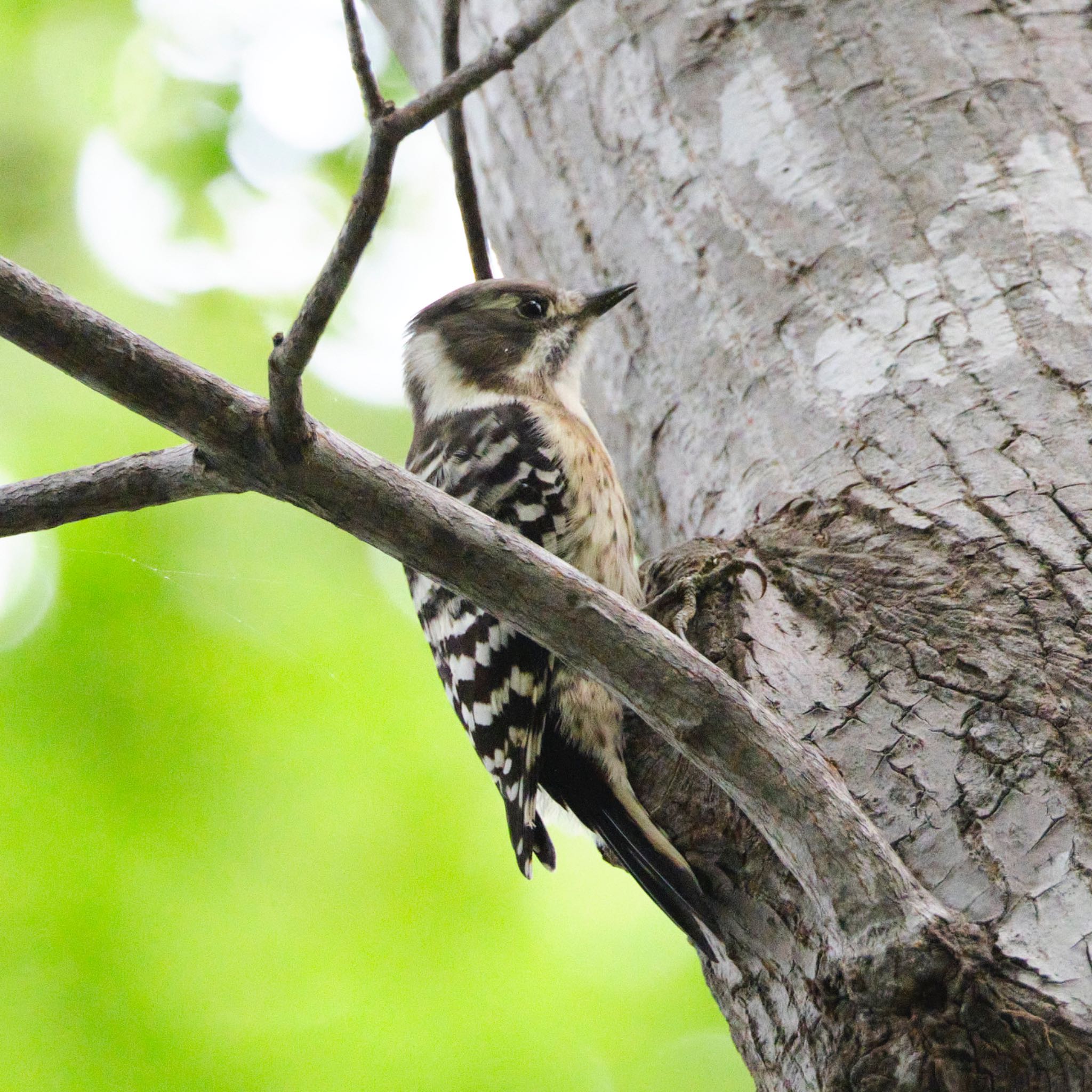 Photo of Japanese Pygmy Woodpecker at Nishioka Park by haha.9535