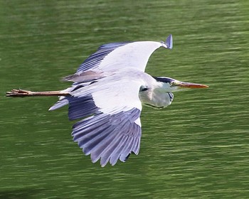 Grey Heron 大仙公園 Wed, 6/22/2022