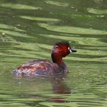 2022年6月23日(木) 御廟山古墳の野鳥観察記録