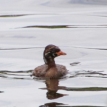 Little Grebe 御廟山古墳 Thu, 6/23/2022