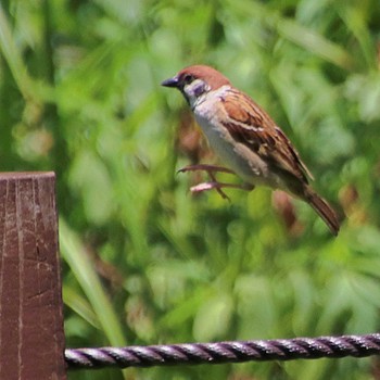 Eurasian Tree Sparrow 大仙公園 Tue, 6/28/2022