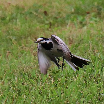 White Wagtail 大仙公園 Sat, 7/9/2022