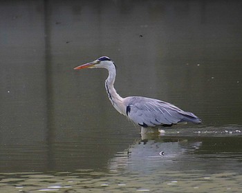 Grey Heron 大仙公園 Sat, 7/9/2022