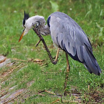 Grey Heron 大仙公園 Fri, 7/15/2022