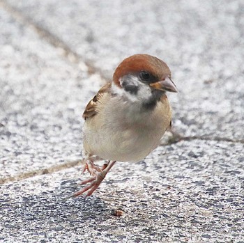 Eurasian Tree Sparrow 大仙公園 Fri, 7/15/2022