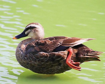 Wed, 7/20/2022 Birding report at 大仙公園