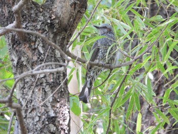 2022年10月1日(土) 都市緑化植物園(大阪府豊中市寺内)の野鳥観察記録