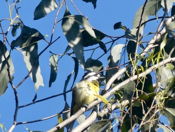 ハシブトモズヒタキ Narragingy Reserve, Doonside, NSW, Australia 2022年10月3日(月)