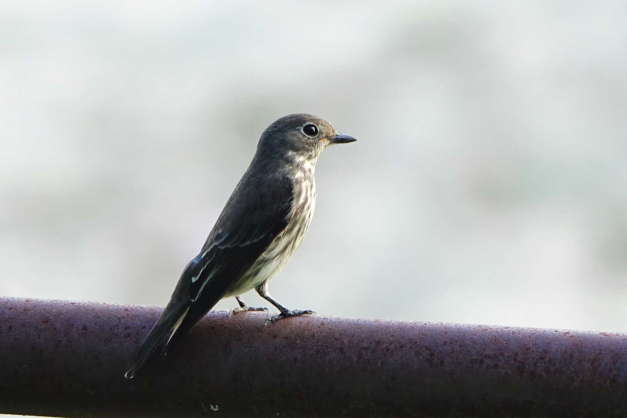 Grey-streaked Flycatcher