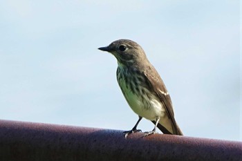 Mon, 10/3/2022 Birding report at 矢橋帰帆島 (滋賀県草津市)