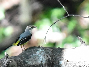 2022年10月3日(月) 江津湖の野鳥観察記録