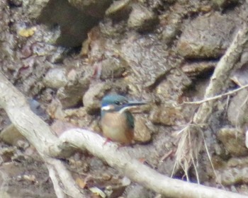 カワセミ 真駒内公園 2022年10月3日(月)