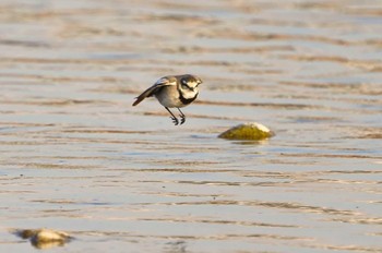 Japanese Wagtail 熊谷市 荒川河川敷 Sat, 1/29/2022