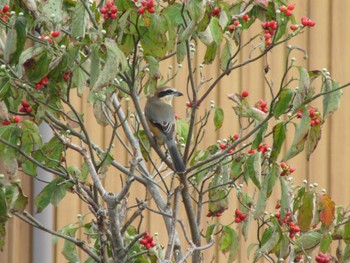 Bull-headed Shrike 三重県四日市市 Mon, 10/3/2022