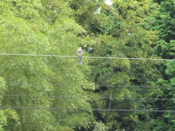 Oriental Turtle Dove 三重県四日市市 Mon, 10/3/2022