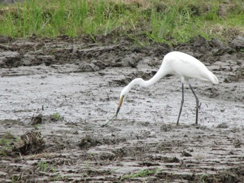 Great Egret 三重県四日市市 Mon, 10/3/2022