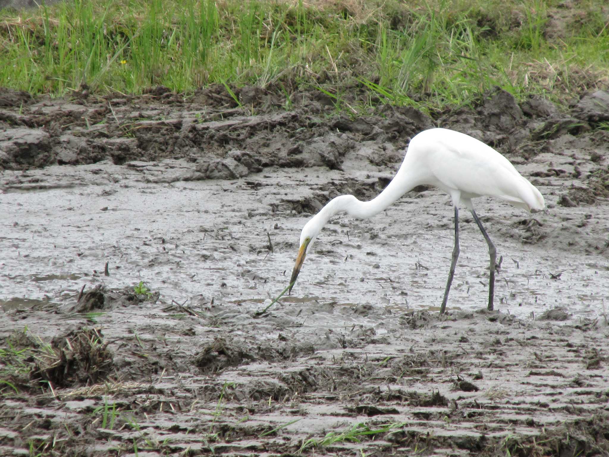 Great Egret