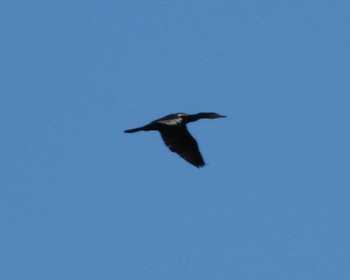 2015年12月5日(土) 羽田沼の野鳥観察記録