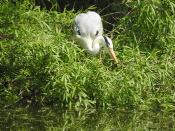 Grey Heron 東屯田川遊水地 Mon, 5/23/2022