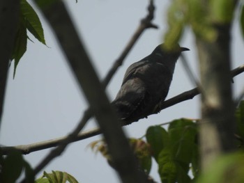 Common Cuckoo 東屯田川遊水地 Mon, 5/23/2022