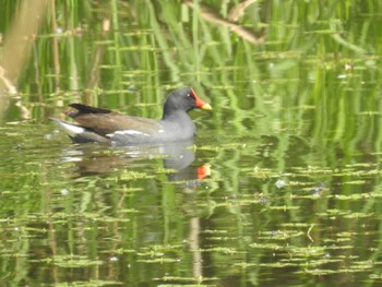 Common Moorhen 東屯田川遊水地 Mon, 5/23/2022