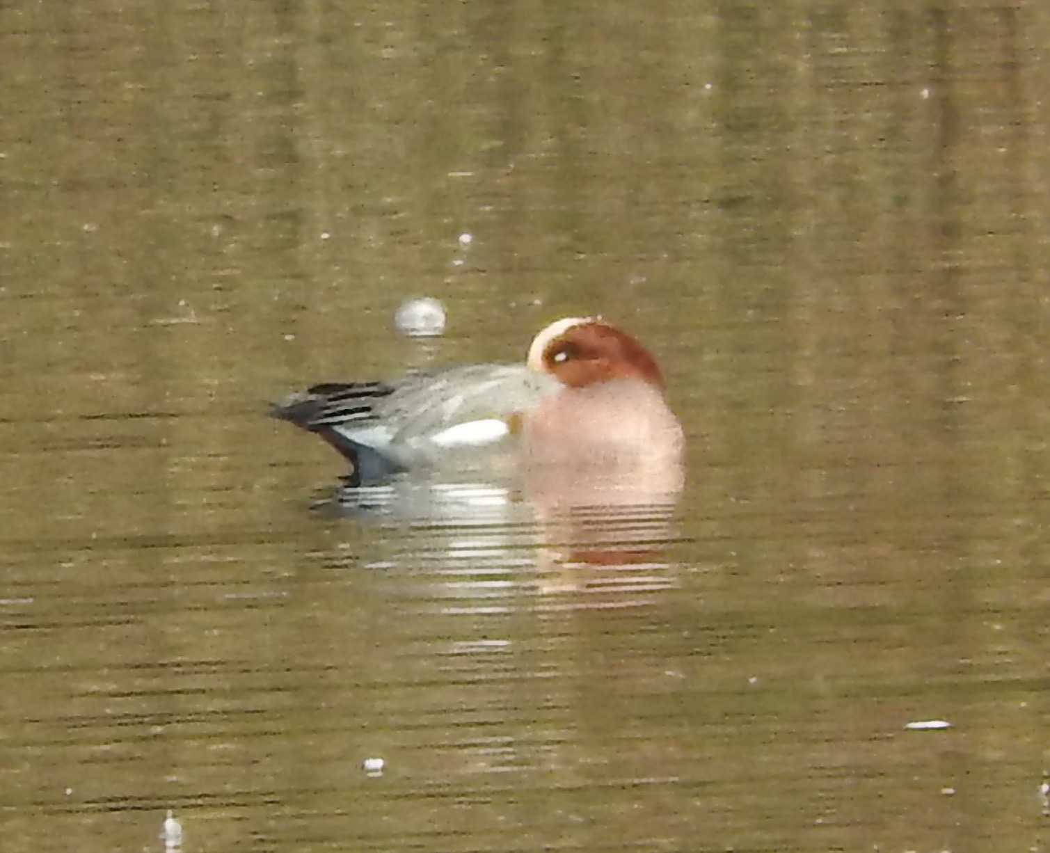 Eurasian Wigeon