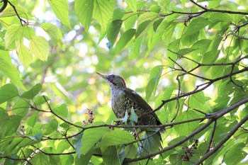 Japanese Green Woodpecker 庭田山頂公園 Sun, 10/2/2022