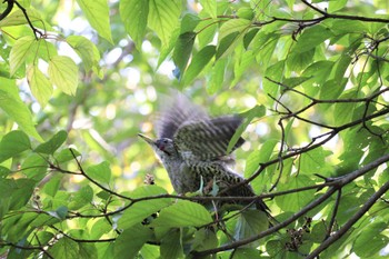 Japanese Green Woodpecker 庭田山頂公園 Sun, 10/2/2022