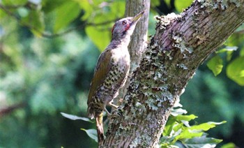 2022年10月2日(日) 庭田山頂公園の野鳥観察記録