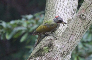 Japanese Green Woodpecker 庭田山頂公園 Sun, 10/2/2022