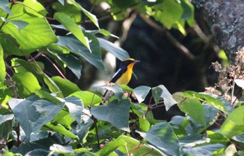 Narcissus Flycatcher 庭田山頂公園 Sun, 10/2/2022