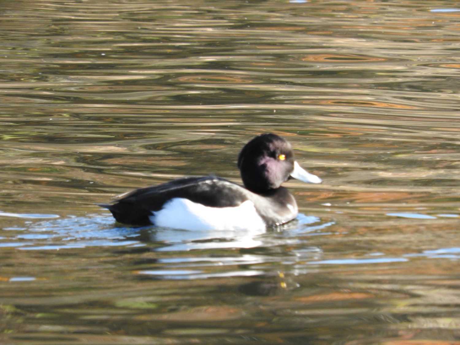 Tufted Duck