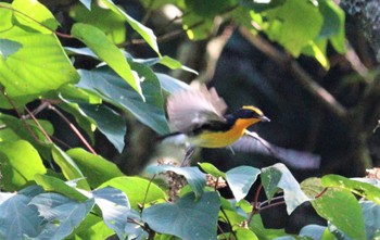 Narcissus Flycatcher 庭田山頂公園 Sun, 10/2/2022