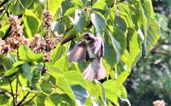 Dark-sided Flycatcher 庭田山頂公園 Sun, 10/2/2022