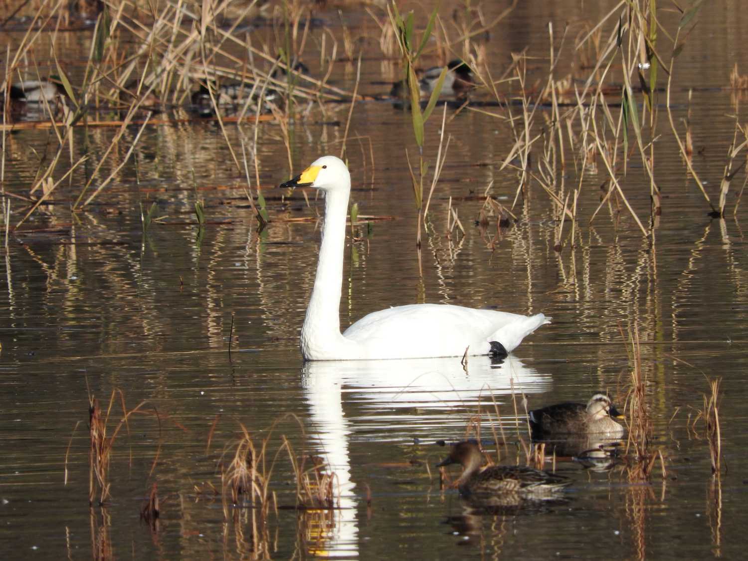 Photo of Whooper Swan at 羽田沼 by こぶ