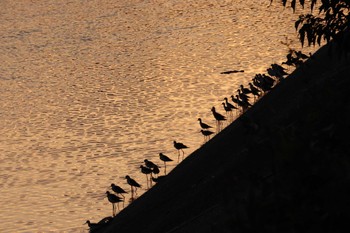 2022年10月2日(日) 土留木川河口(東海市)の野鳥観察記録